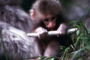子ザル