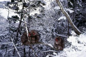 雪中のサルたち