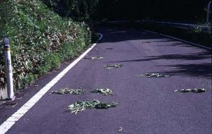 道路に散らばるエゾニュウの食痕