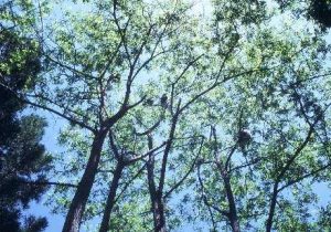 ハリエンジュの樹上で採食するサル