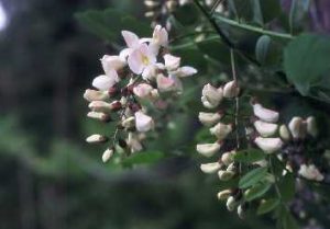 ハリエンジュの花