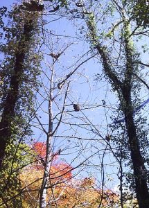 ホオノキの樹上のサルたち