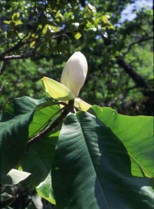 ホオノキの花