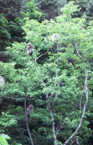 イタヤカエデの樹の中のサル