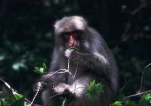 イタヤカエデの若葉を食べるサル