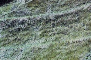 カヤツリグサが植えられた法面