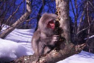 カワラタケにかじりつくサル