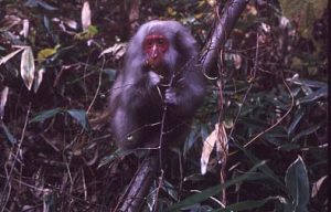マタタビの実を食べるサル