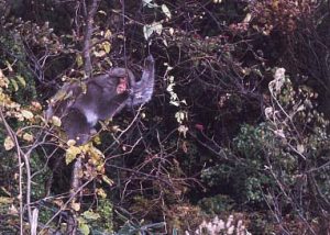 マタタビの実を食べるサル2