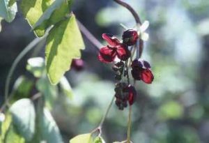 ミツバアケビの花