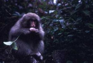 アケビを食べるサル