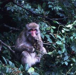 ニガキの実を食べるサル