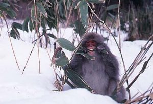 ササを食べるサル