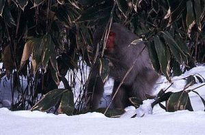 ササを採食するサル