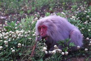シロツメグサを食べるサル