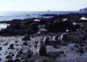 タマキビを食べるサルたち