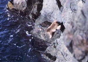 波打ち際でタマキビをとる