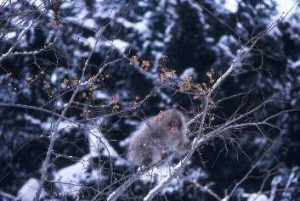 ツルウメモドキの実を食べるサル