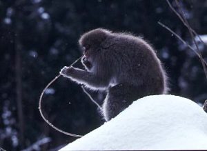 ヤマグワの小枝を食べるサル